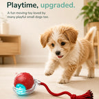 Automatic rolling ball playtime upgraded cats dogs