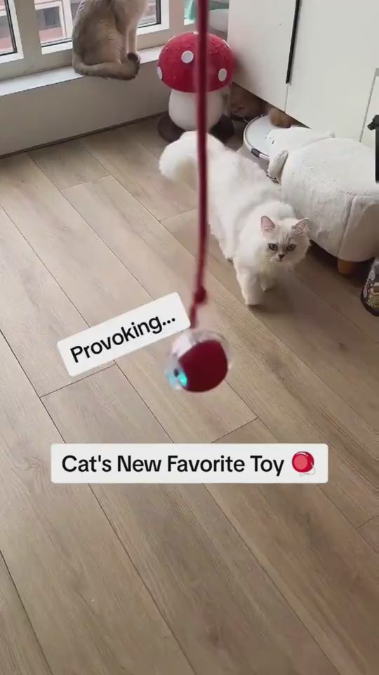video shows a cat playing with the interactive ball