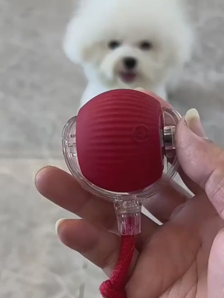 Video shows a small dog running after the interactive ball indoor